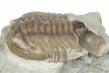 Bargain, Fossil Asaphus Expansus Trilobite - Russia #363178-2
